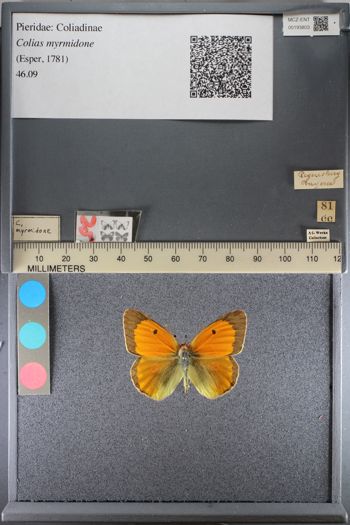Media type: image;   Entomology 193803